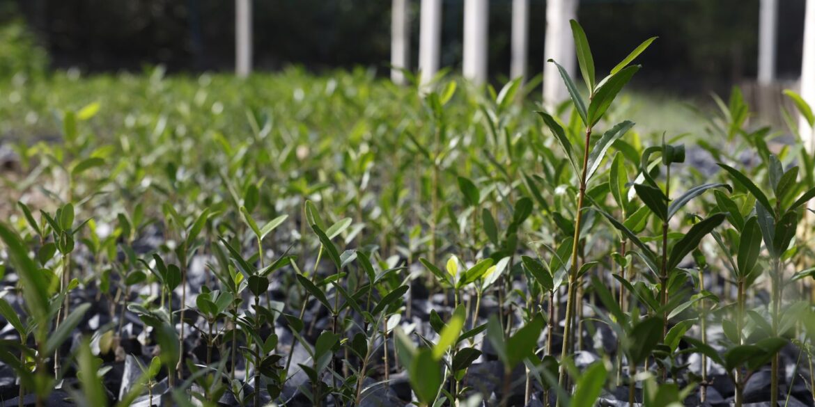 ufrj-propoe-“re-amazonizar-o-brasil”-no-festival-do-conhecimento-2025