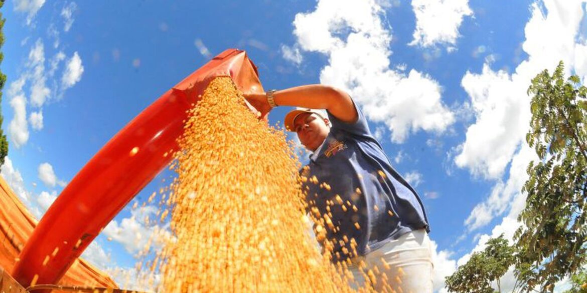 brasil-deve-ter-nova-safra-recorde-de-graos-em-2025/26,-diz-conab
