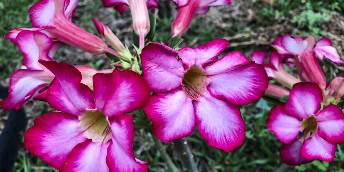 hoje-e-dia:-inicio-da-primavera-e-datas-ligadas-a-saude-sao-destaques