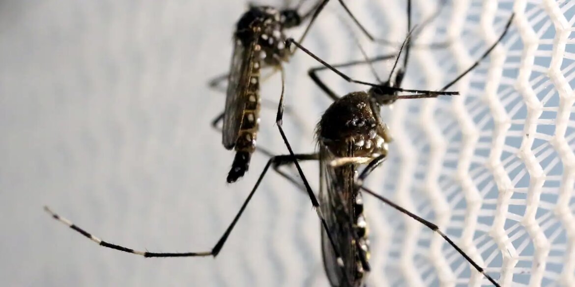 dia-d-de-combate-ao-aedes-aegypti-ocorre-neste-sabado-em-todo-o-pais