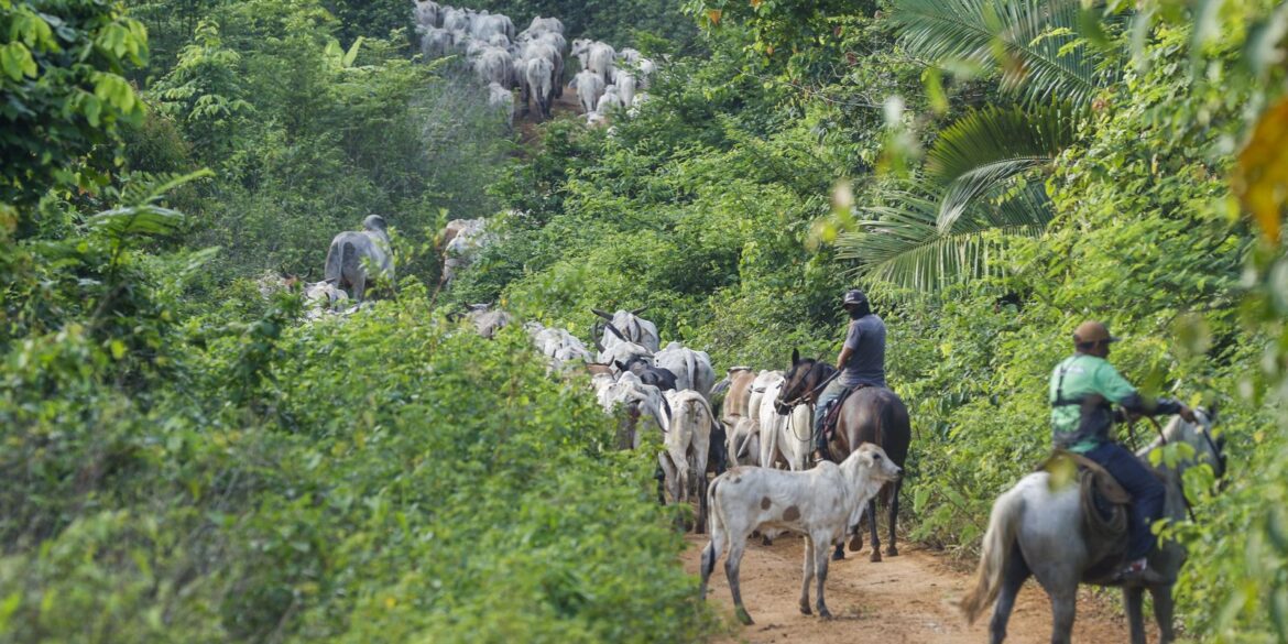 vaqueiro-e-morto-ao-ajudar-a-retirar-gado-invasor-de-area-indigena