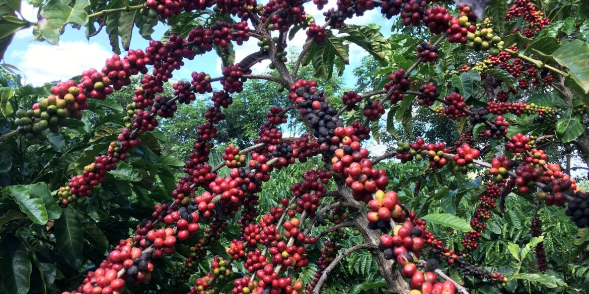 conab-preve-colheita-recorde-de-cafe-com-crescimento-de-17,1%-em-2026