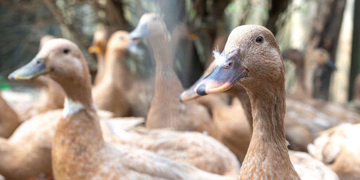entidades-defendem-projeto-que-proibe-alimentacao-forcada-de-animais