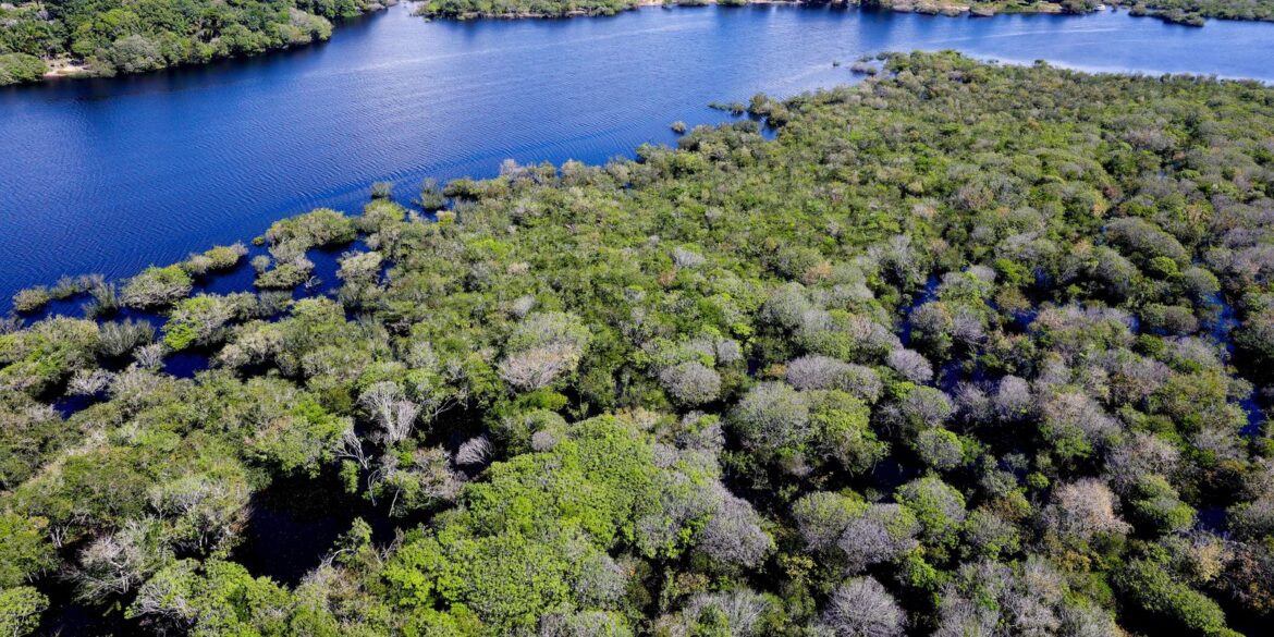 alertas-de-desmatamento-na-amazonia-caem-35%-em-junho-de-2026